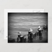 Carte Postale mouettes (Devant / Derrière)