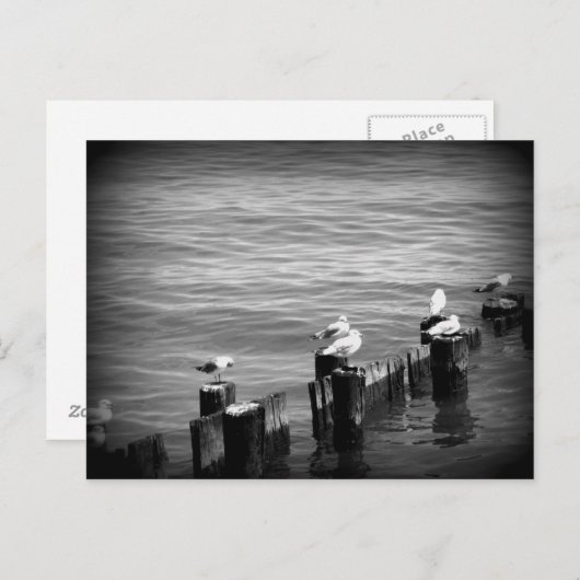 Carte Postale mouettes (Devant / Derrière)