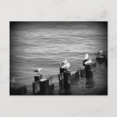 Carte Postale mouettes (Devant)