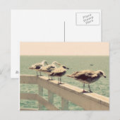 Carte Postale Mouettes (Devant / Derrière)