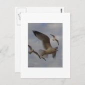 Carte Postale Mouettes (Devant / Derrière)