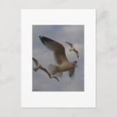 Carte Postale Mouettes (Devant)