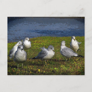 Carte Postale Mouettes
