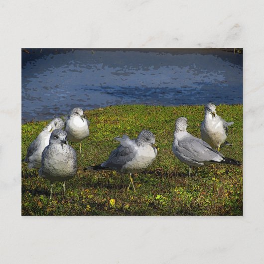 Carte Postale Mouettes (Devant)