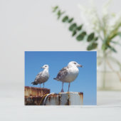 Carte Postale Mouettes (Debout devant)