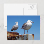 Carte Postale Mouettes (Devant / Derrière)