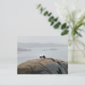 Carte Postale Mouettes à Kennebunkport, Maine (Debout devant)