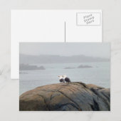 Carte Postale Mouettes à Kennebunkport, Maine (Devant / Derrière)