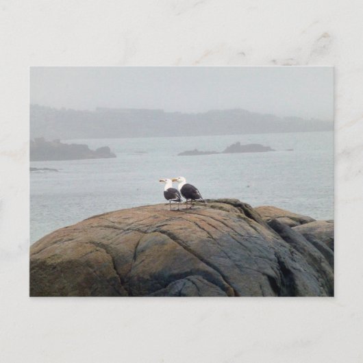 Carte Postale Mouettes à Kennebunkport, Maine (Devant)