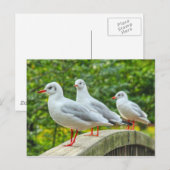 Carte Postale Mouettes à pattes rouges (Devant / Derrière)