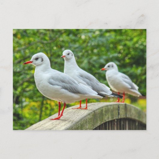 Carte Postale Mouettes à pattes rouges (Devant)
