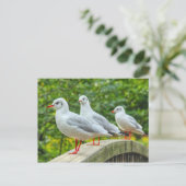 Carte Postale Mouettes à pattes rouges (Debout devant)