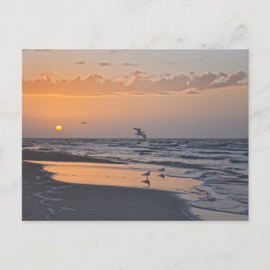 Carte Postale Mouettes à Sunrise sur une plage de Floride (Devant)