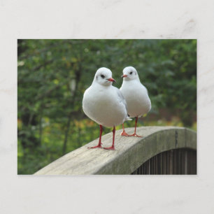Carte Postale Mouettes à tête noire