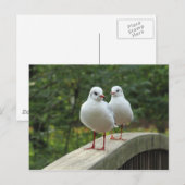 Carte Postale Mouettes à tête noire (Devant / Derrière)
