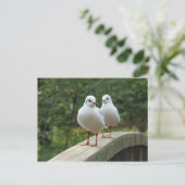 Carte Postale Mouettes à tête noire (Debout devant)