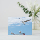 Carte Postale Mouettes assis en vol Oiseaux Ciel bleu (Debout devant)
