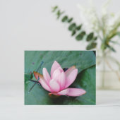 Carte Postale Mouettes bleues sur une fleur de lotus rose (Debout devant)