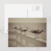Carte Postale Mouettes de mer vintages (Devant / Derrière)