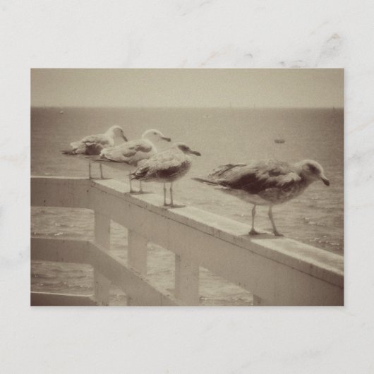 Carte Postale Mouettes de mer vintages (Devant)