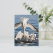 Carte Postale Mouettes de plongée (Debout devant)