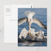 Carte Postale Mouettes de plongée (Devant / Derrière)