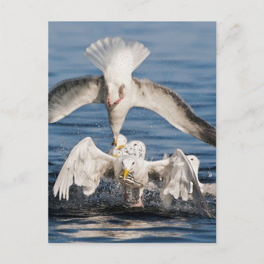 Carte Postale Mouettes de plongée (Devant)