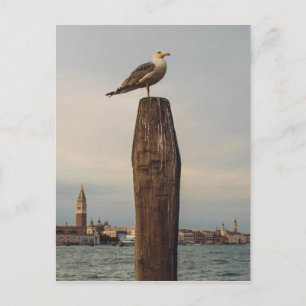 Carte Postale Mouettes en Italie Venise