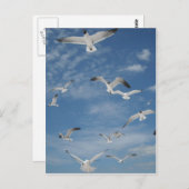 Carte Postale Mouettes en vol (Devant / Derrière)