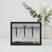 Carte Postale Mouettes et pélicans (Debout devant)