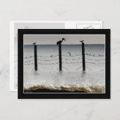 Carte Postale Mouettes et pélicans (Devant / Derrière)