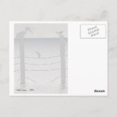 Carte Postale Mouettes et pélicans (Dos)