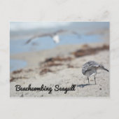 Carte Postale Mouettes fouillant la plage (Devant)