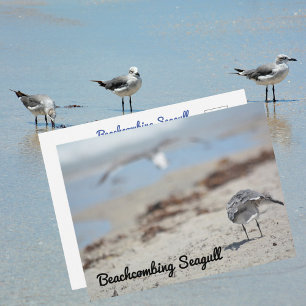 Carte Postale Mouettes fouillant la plage