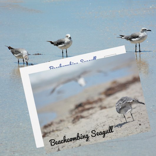 Carte Postale Mouettes fouillant la plage