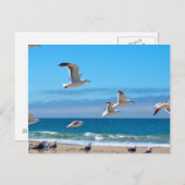 Carte Postale Mouettes mf (Devant / Derrière)