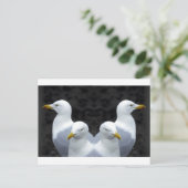 Carte Postale Mouettes, Mouettes, Mouettes (Debout devant)