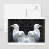 Carte Postale Mouettes, Mouettes, Mouettes (Devant / Derrière)