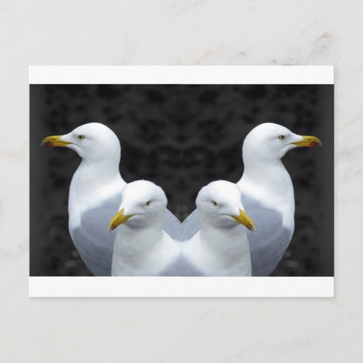 Carte Postale Mouettes, Mouettes, Mouettes (Devant)