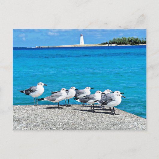 Carte Postale Mouettes, Nassau, Bahamas (Devant)