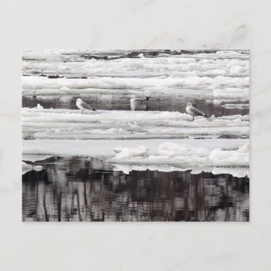 Carte Postale Mouettes Sur Glace (Devant)