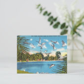 Carte Postale Mouettes sur le lac de Floride (Debout devant)