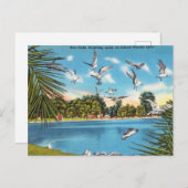 Carte Postale Mouettes sur le lac de Floride (Devant / Derrière)