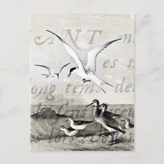 Carte Postale Mouettes vintages Customisé Retro Seagull Modèle (Devant)