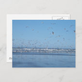 Carte Postale Mouettes volant au-dessus de l'océan et de la côte (Devant / Derrière)