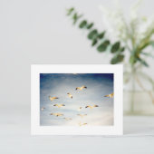 Carte Postale Mouettes volantes (Debout devant)