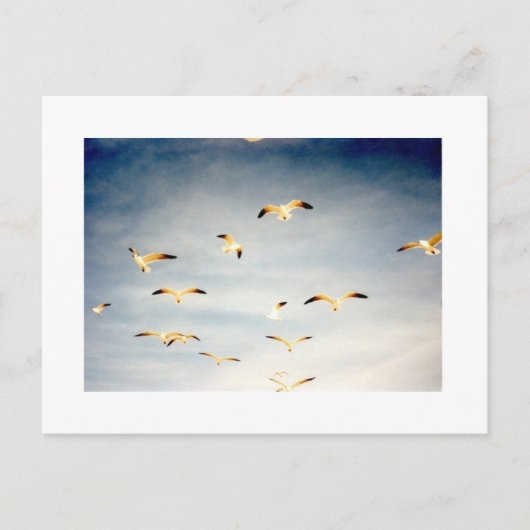 Carte Postale Mouettes volantes (Devant)