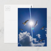 Carte Postale Mouettes volantes Ciel nuages Soleil (Devant / Derrière)