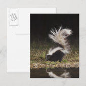 Carte Postale Mouffette rayée, Mephitis mephitis (Devant / Derrière)