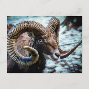 Carte Postale Mouflon